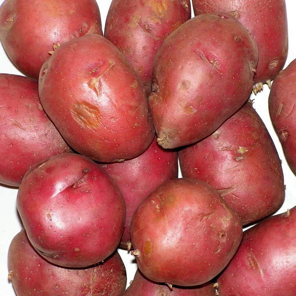 Patata Solanum tuberosum