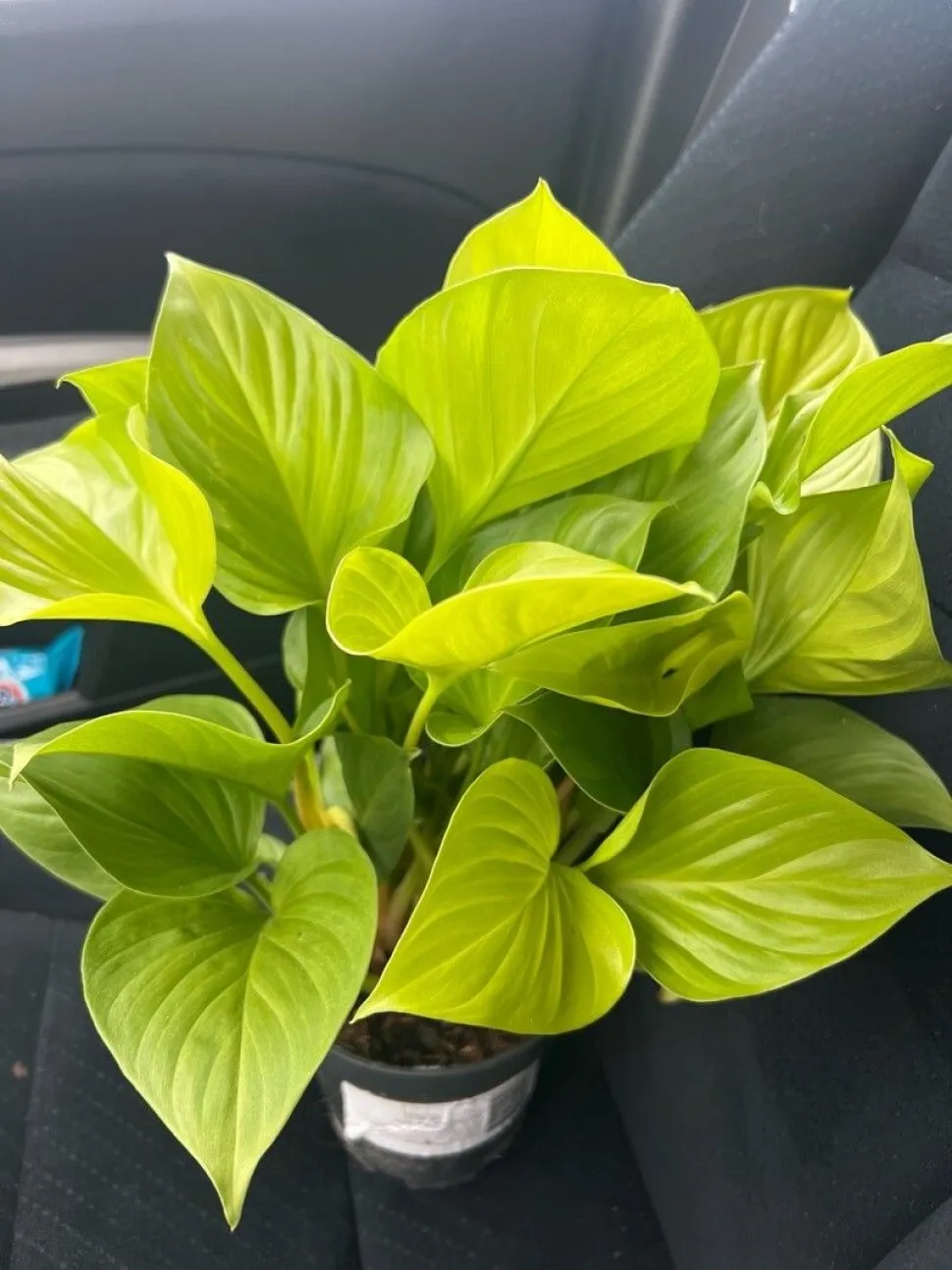 Homalomena verde brilhante 'Lemon Lime