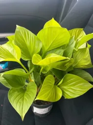 Homalomena verde brillante 'Lemon Lime