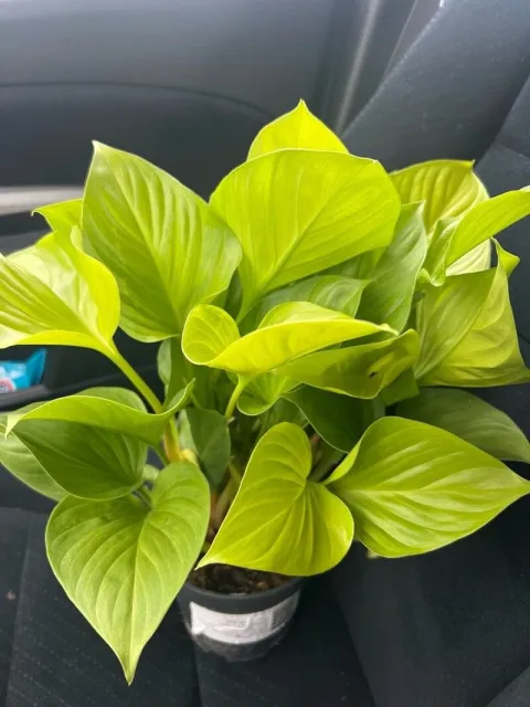Homalomena vert vif 'Lemon Lime'