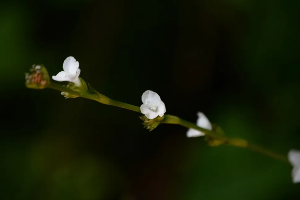 Fiori di Callisia gentlei
