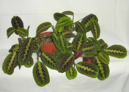 Maranta Tricolor fogliame verde con venature rosa