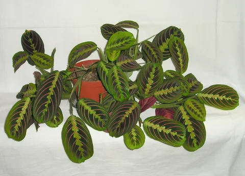 Maranta Tricolor green foliage with pink veins