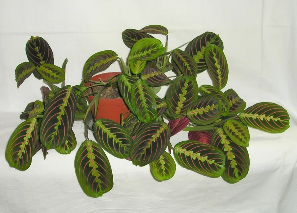 Maranta Tricolor grønt løv med rosa årer