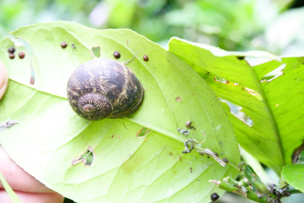 Caracol en su concha sobre una hoja