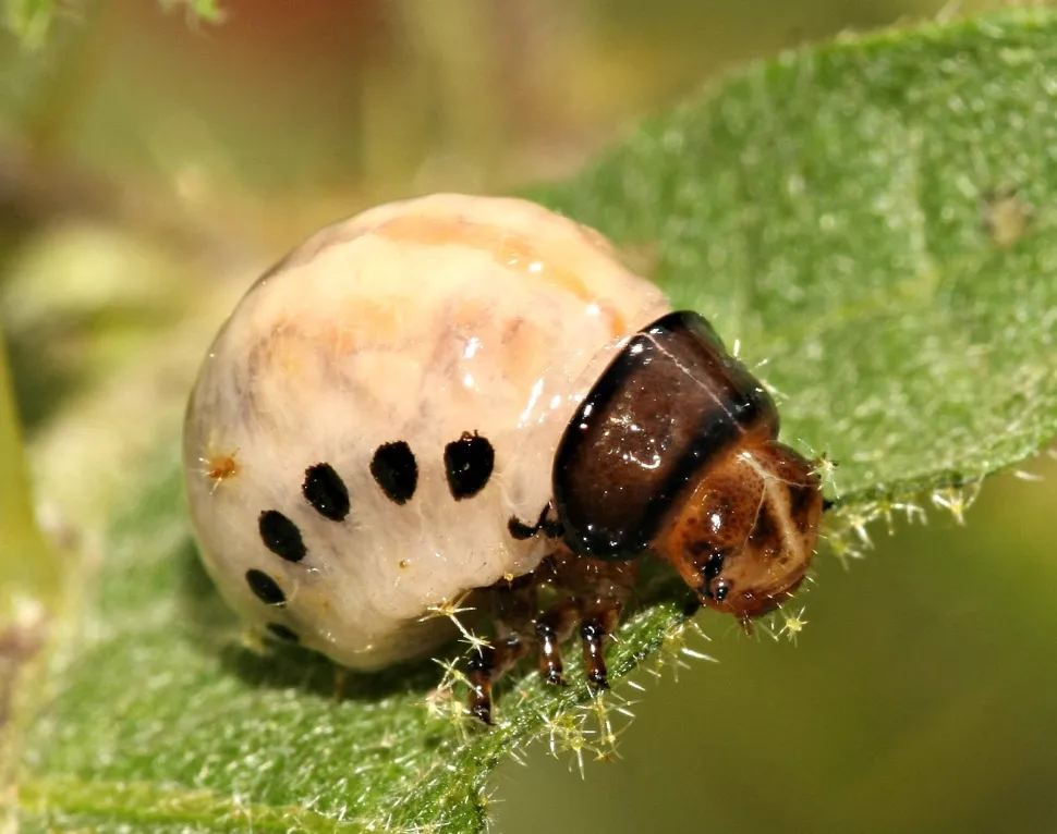 Grande plano de uma larva do escaravelho da batata do Colorado numa folha de batata