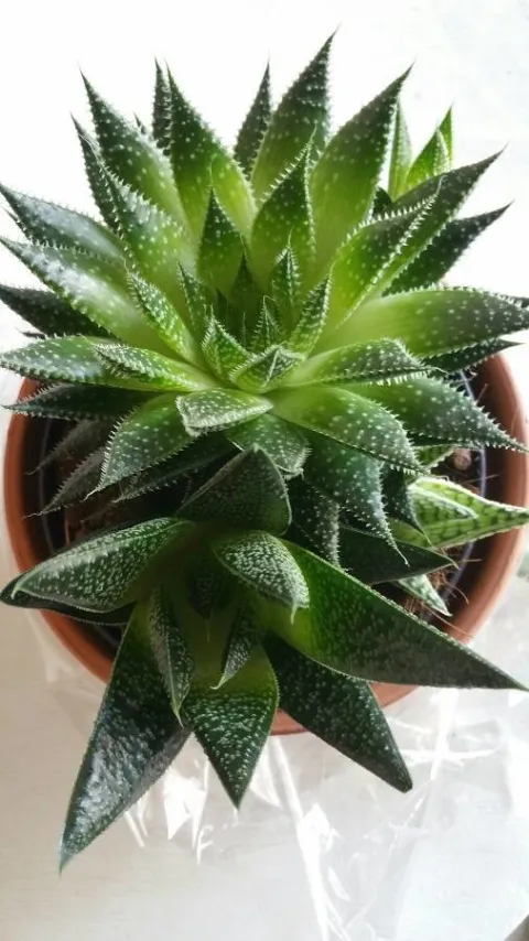 Aloe aristata