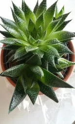 Aloe aristata