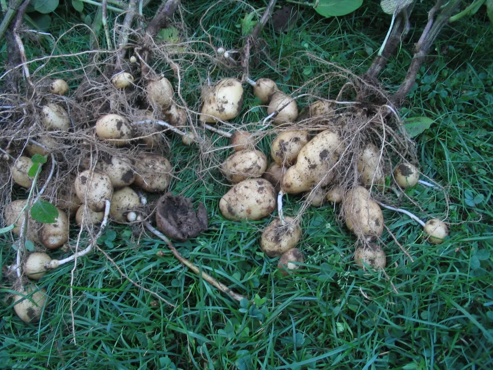 Potato tubers