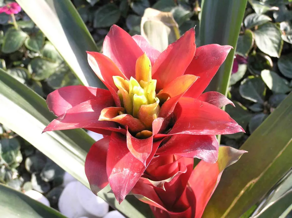 Blomsterstand af Guzmania sanguinea