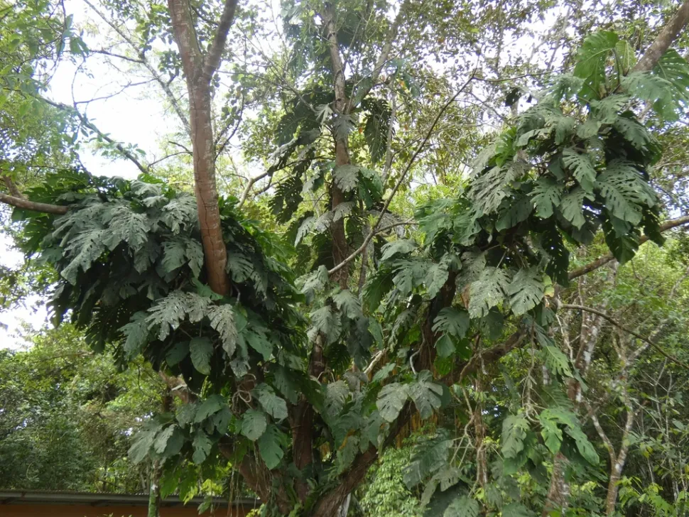 Monstera dubia on a tree