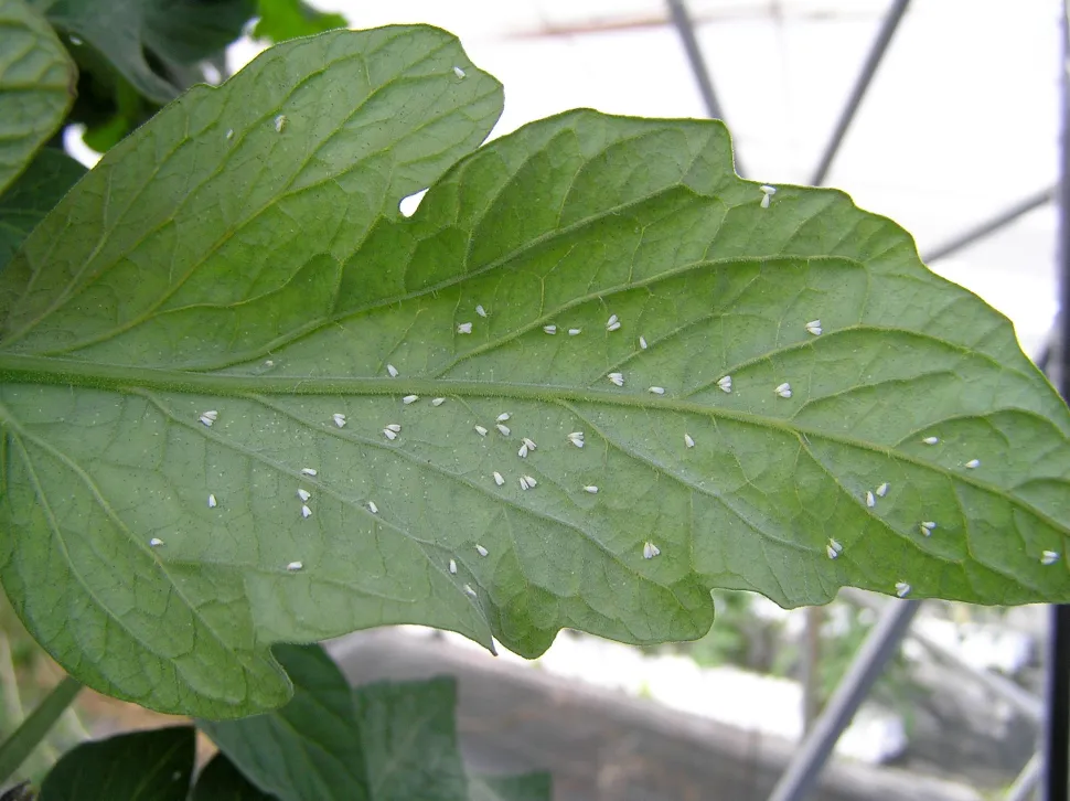 Mosca blanca en una hoja