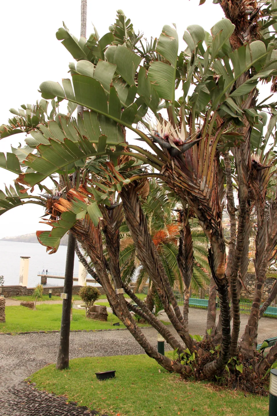 Ave del paraíso gigante Strelizia nicolai en el suelo
