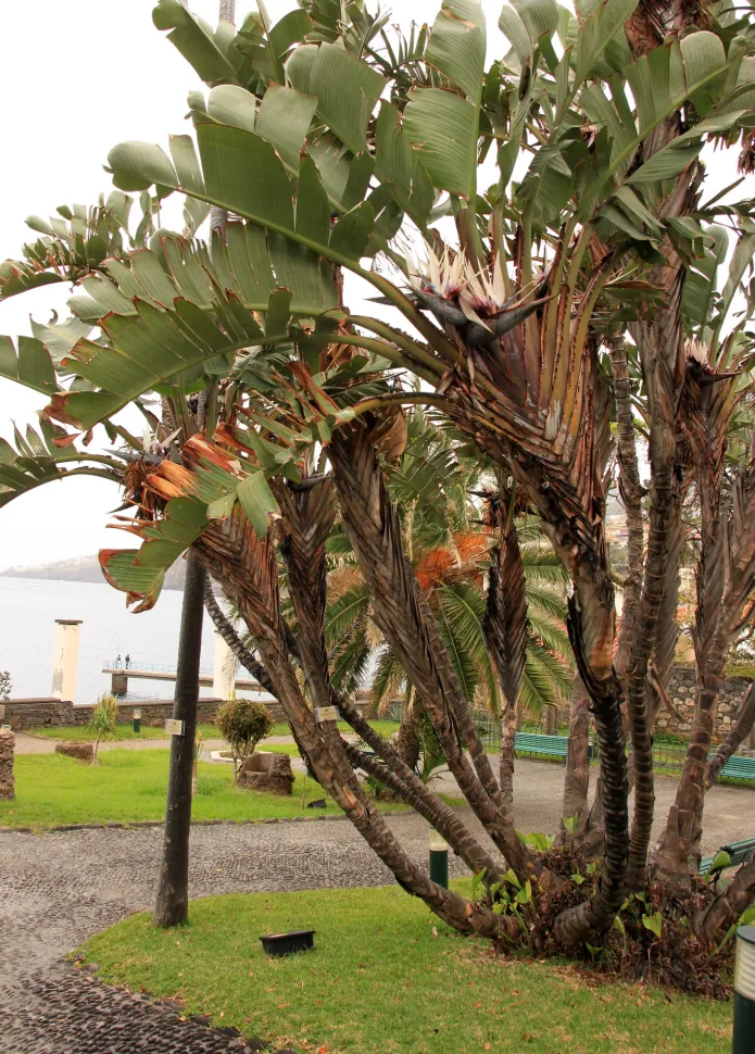Strelitzia nicolai gigante in piena terra