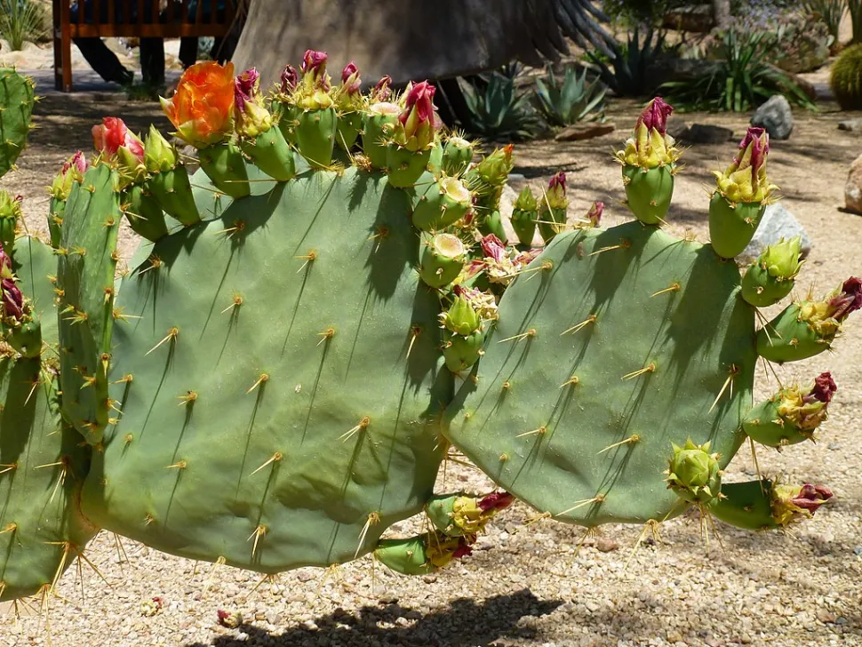 Cactusvijgvruchten en bloemen