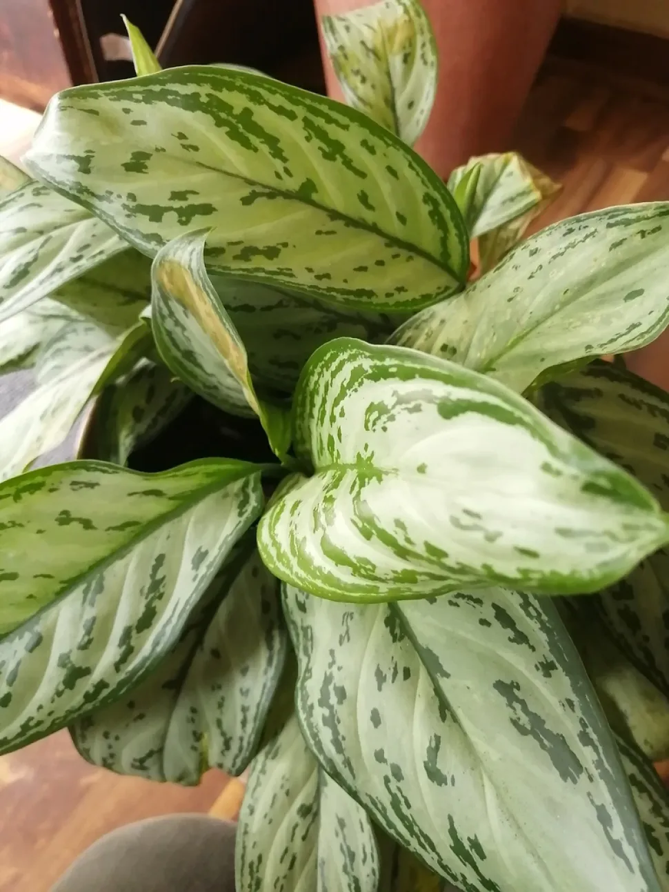 Foglia di Aglaonema crispum