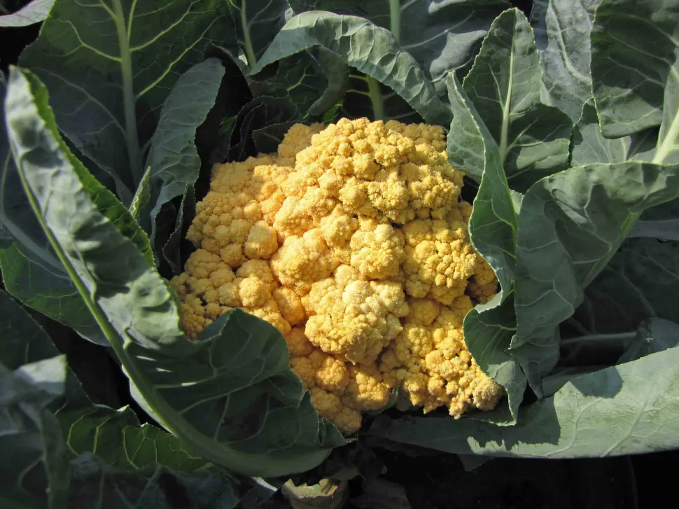 Bloemkool, gele appel