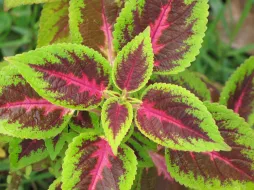 Feuilles vertes Plectranthus scutellarioides panchées rouge rose