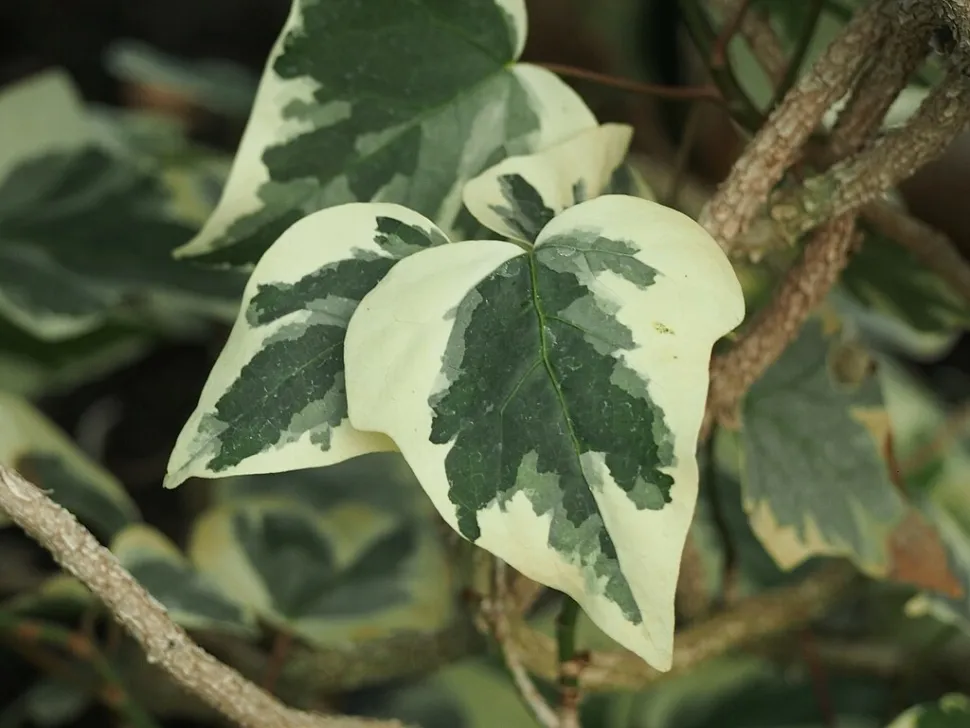 Hiedra verde y blanca Gloire de Marengon