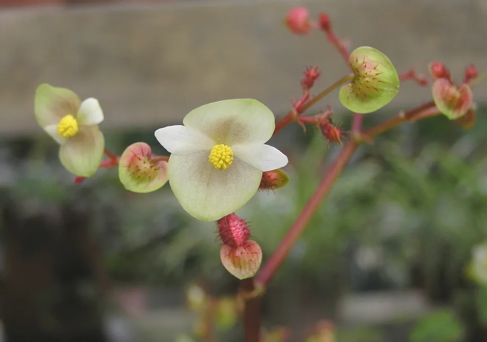 Bloem van Begonia masoniana
