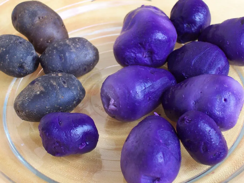Patate viola Vitelotte