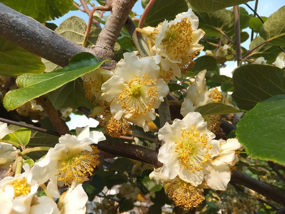 Kiwi flowers (Actinidia chinensis)