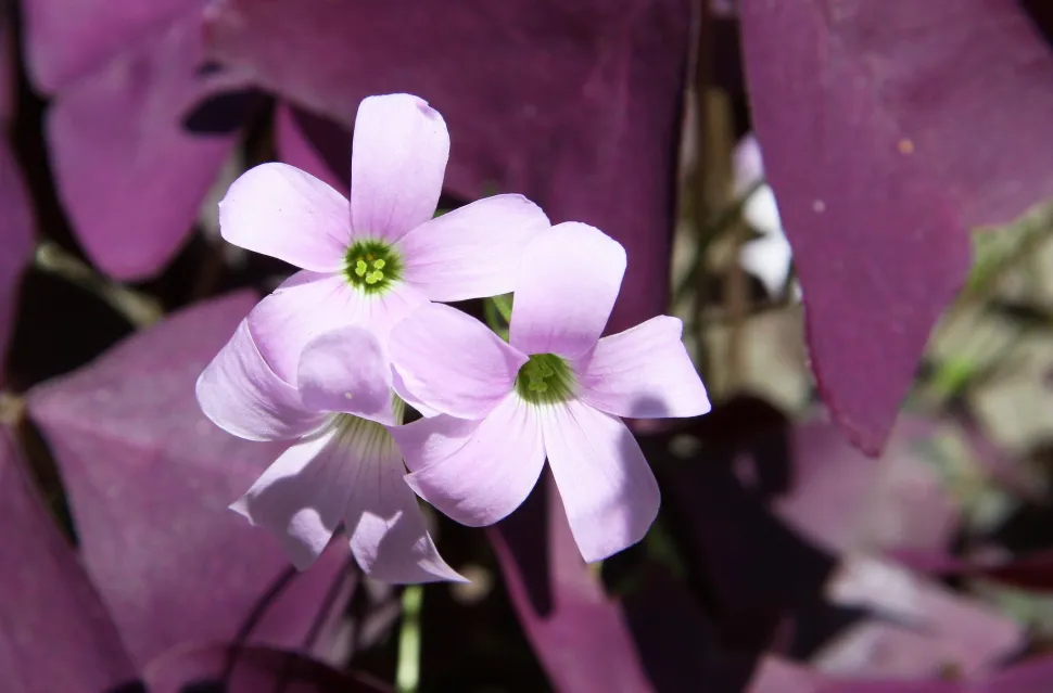 Flores rosa pálido Oxalis triangularis