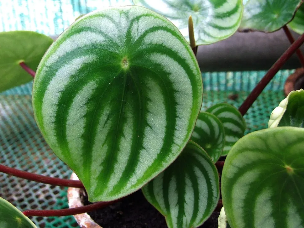 Ein grünes und silbernes ovales Blatt von Peperomia argyreia