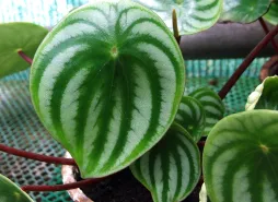 Et ovalt grønt og sølvfarvet blad af Peperomia argyreia