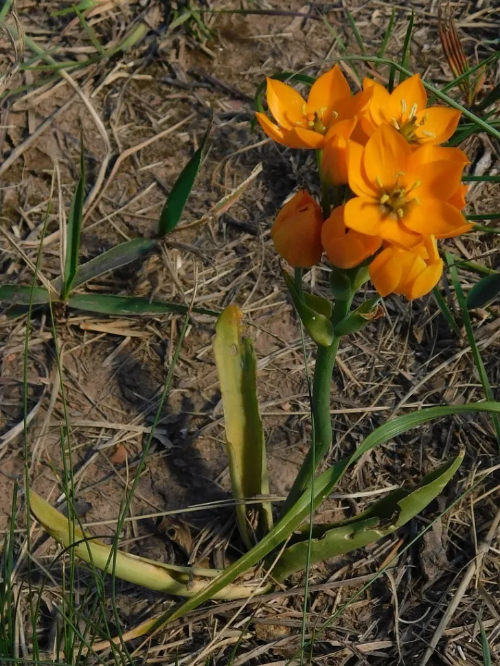 Ornithogalum dubium en pleine terre