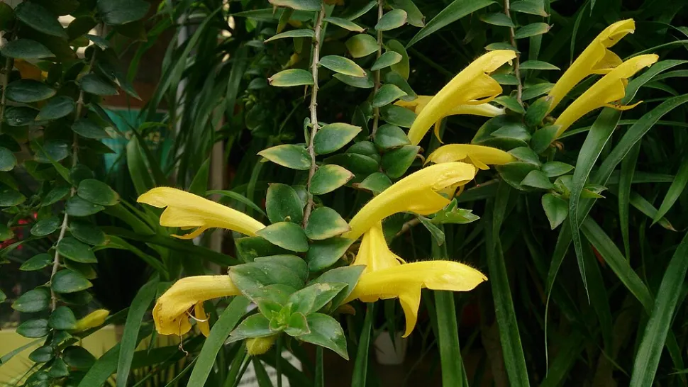 Aeschynanthus radicans gele bloemen