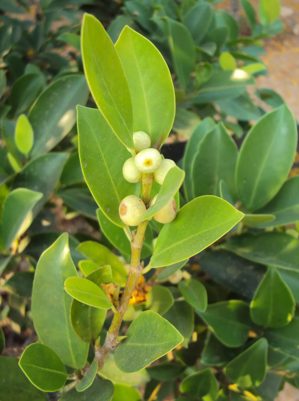 Blätter von Ficus microcarpa