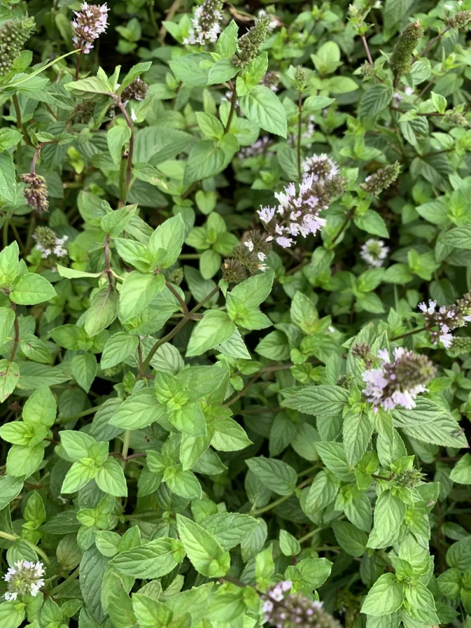 Pebermynte i blomst