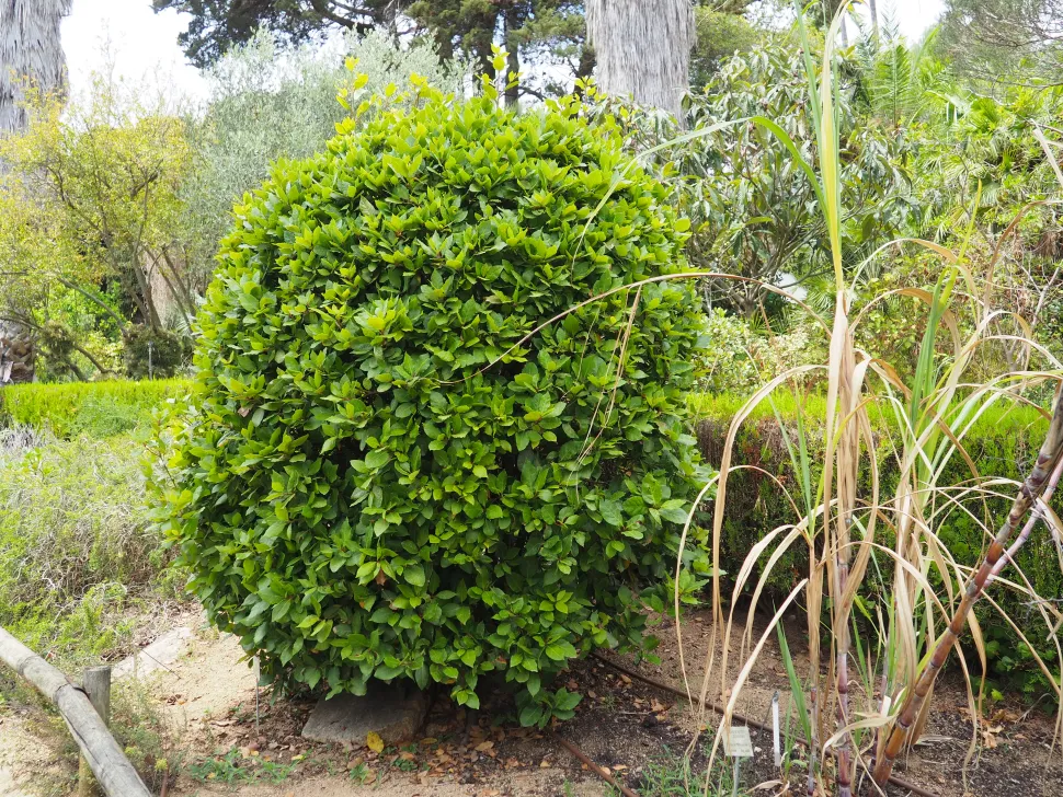 Laurus nobilis: podarlo en forma de arbusto