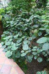 Polyscias fabian in de grond