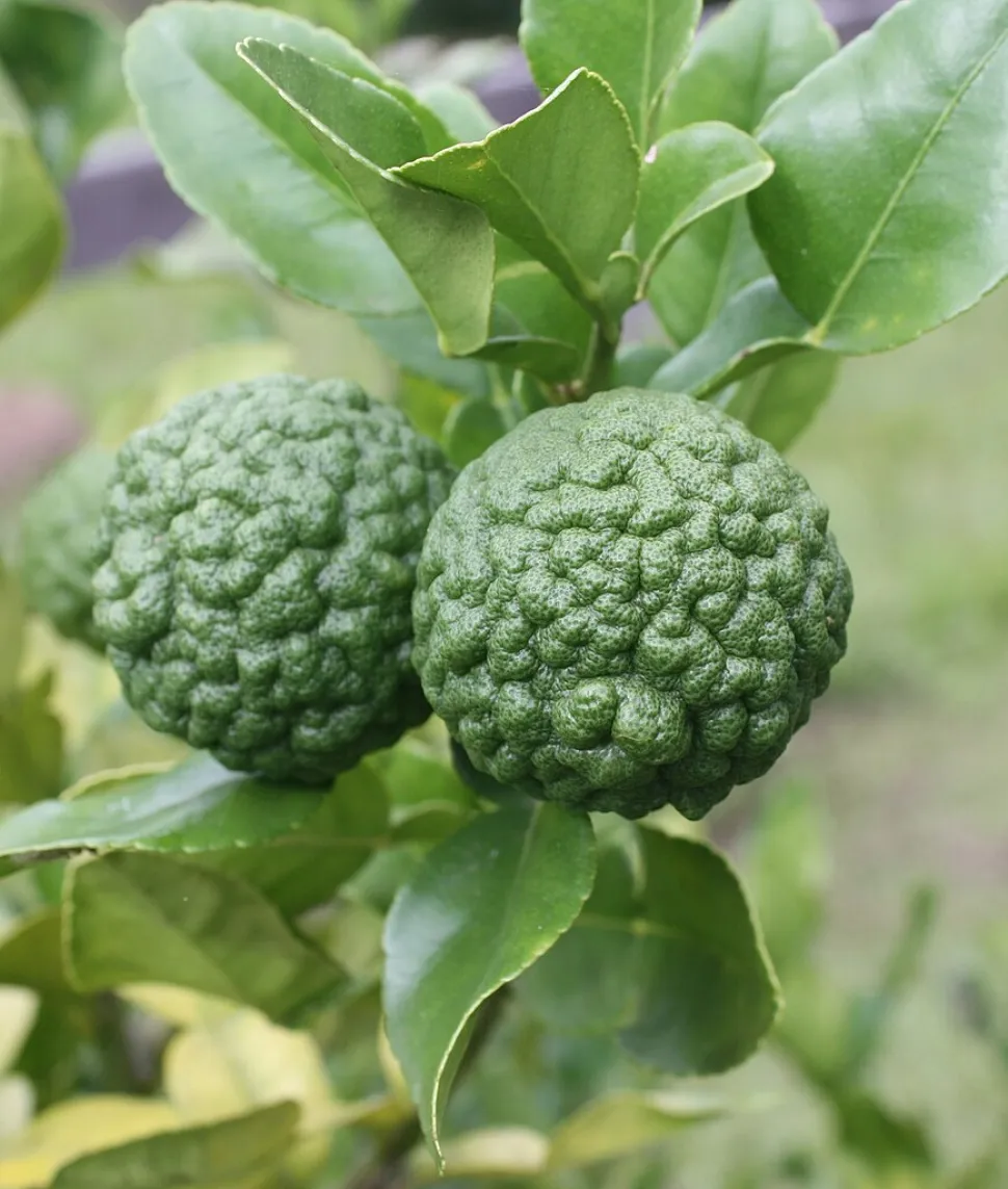Combava granulatfrugt