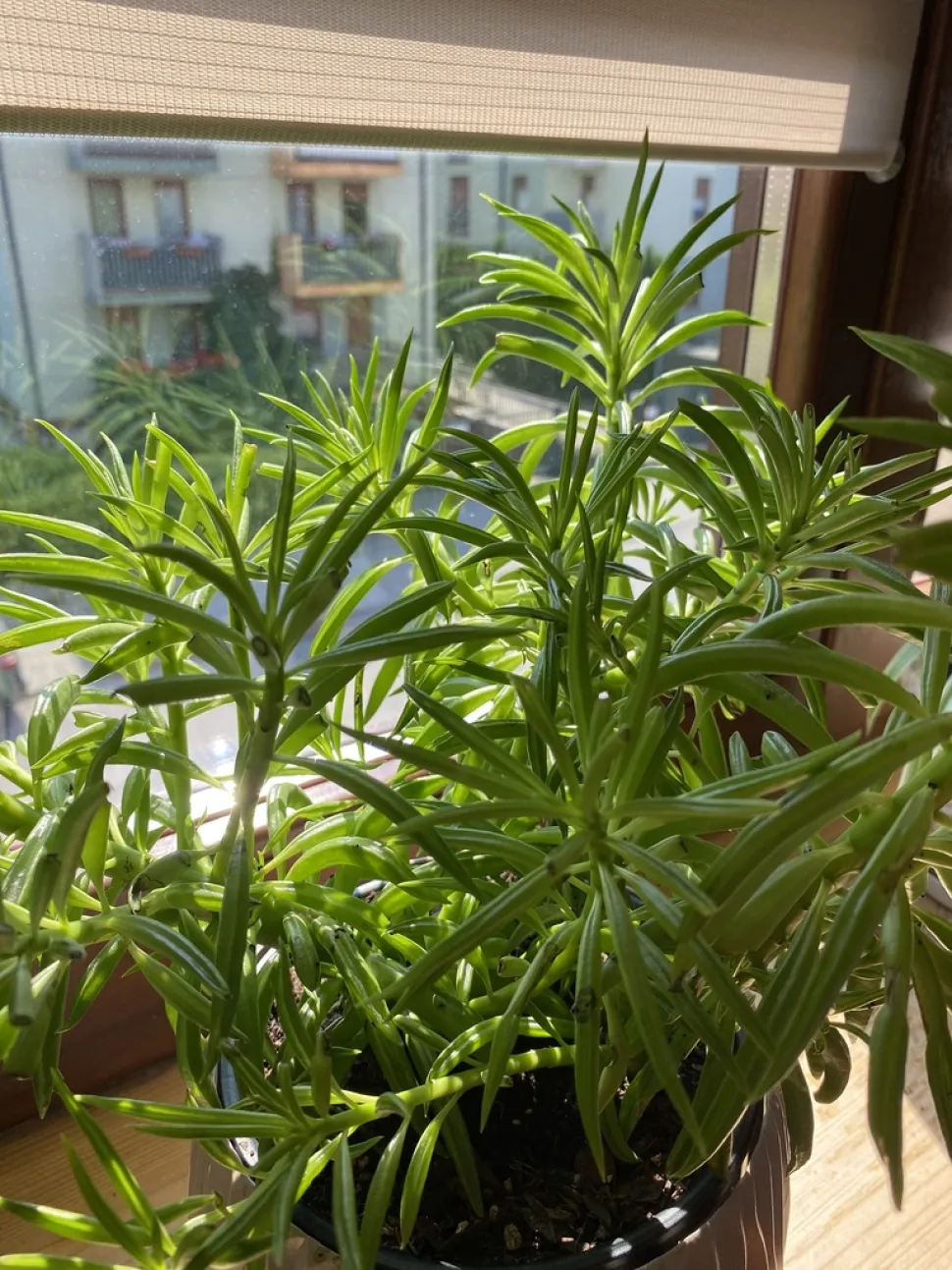 Röhrenförmige Blätter von Peperomia ferreyrae