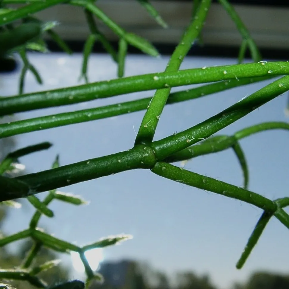 Fusto segmentato Rhipsalis cereuscula