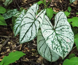 Weiße Caladium mit grünen Adern White Christmas
