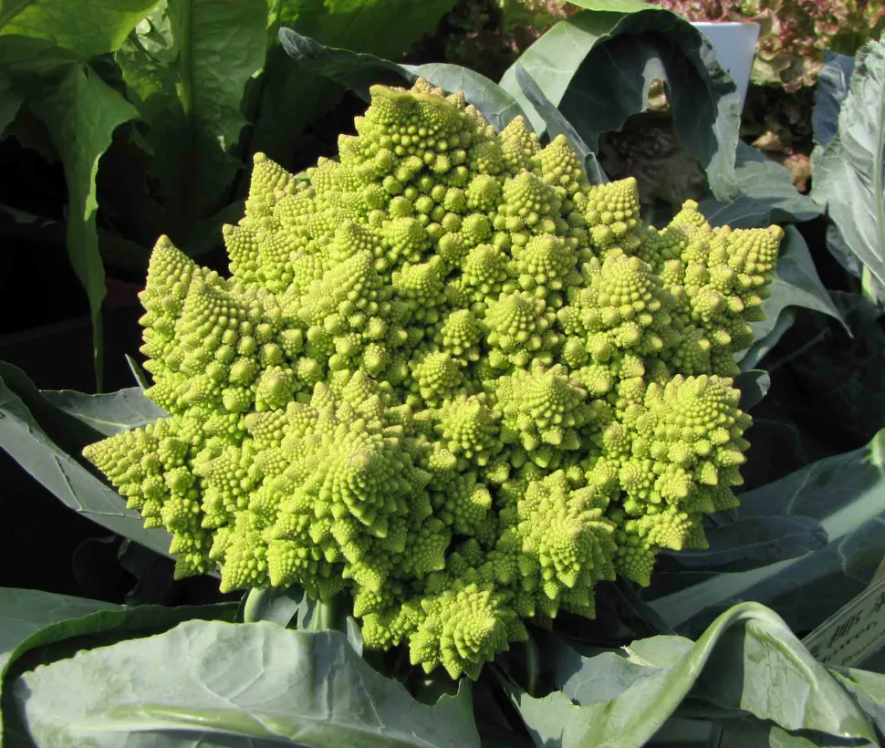 Chou romanesco