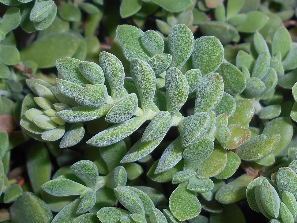 Feuilles duveuteuses Crassula lanuginosa