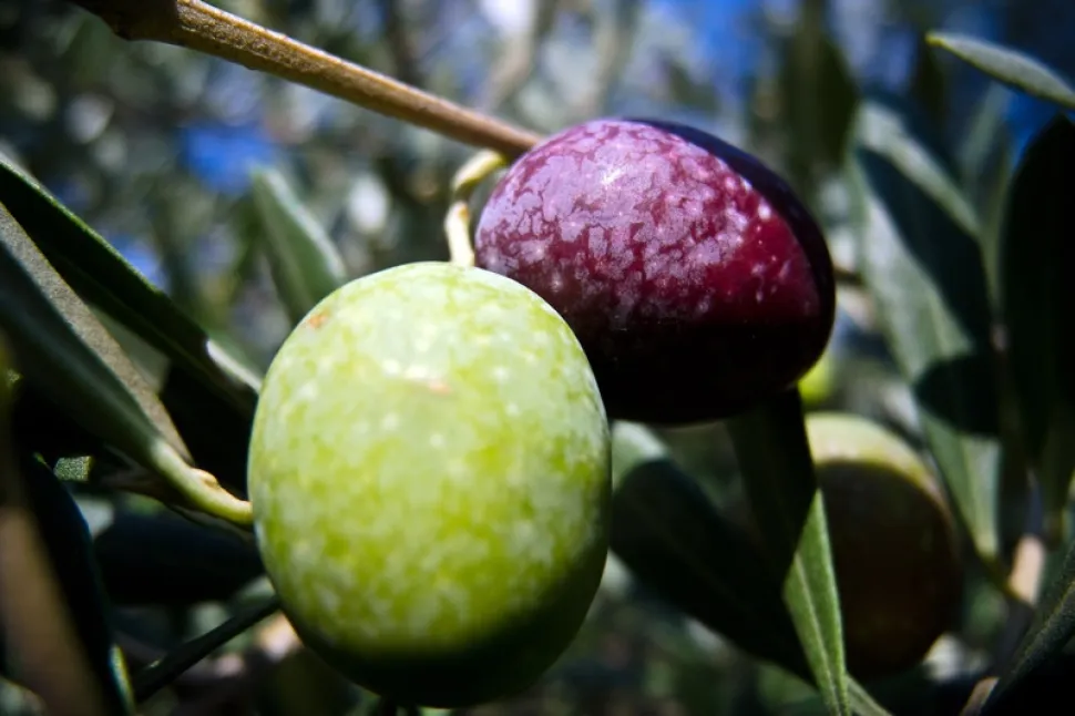 Olive verdi e nere