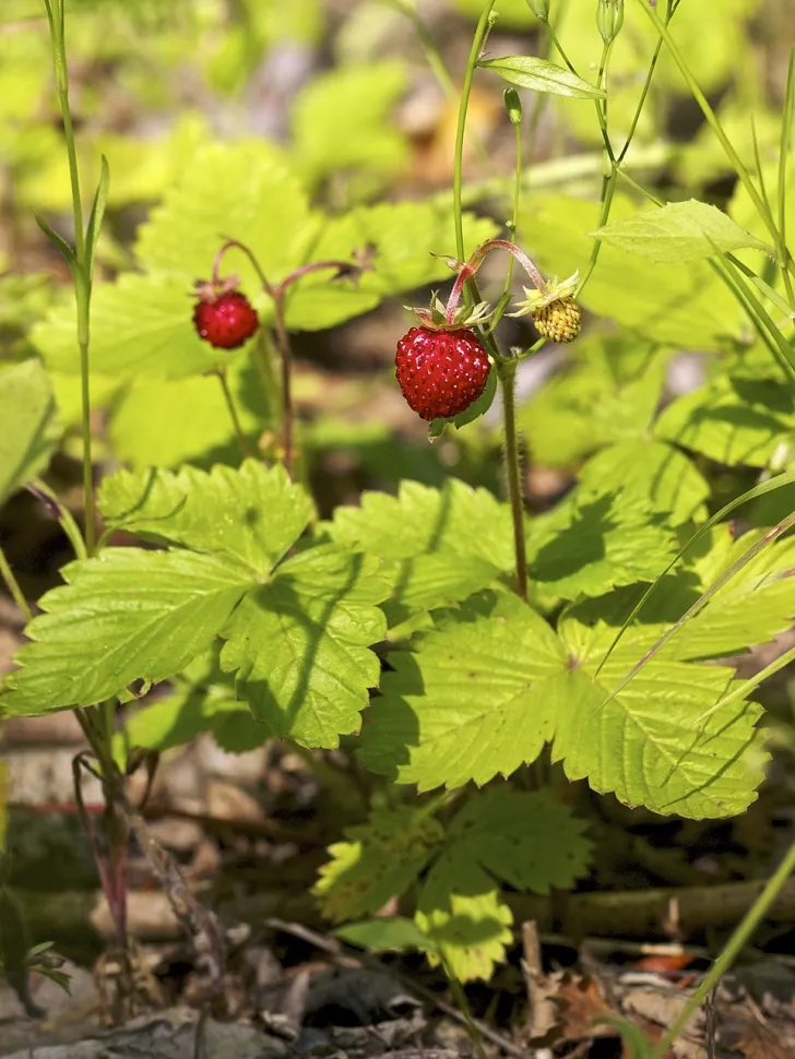 Wild strawberries