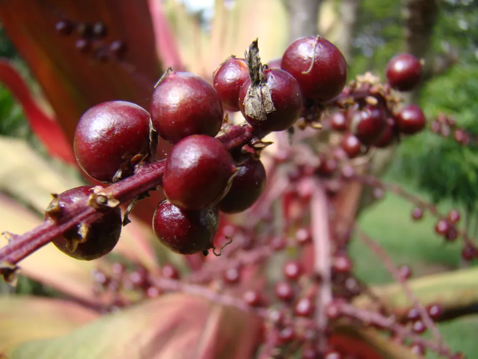 Frutos de Cordyline fruticosa