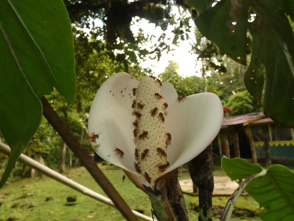 Flor de Monstera dubia