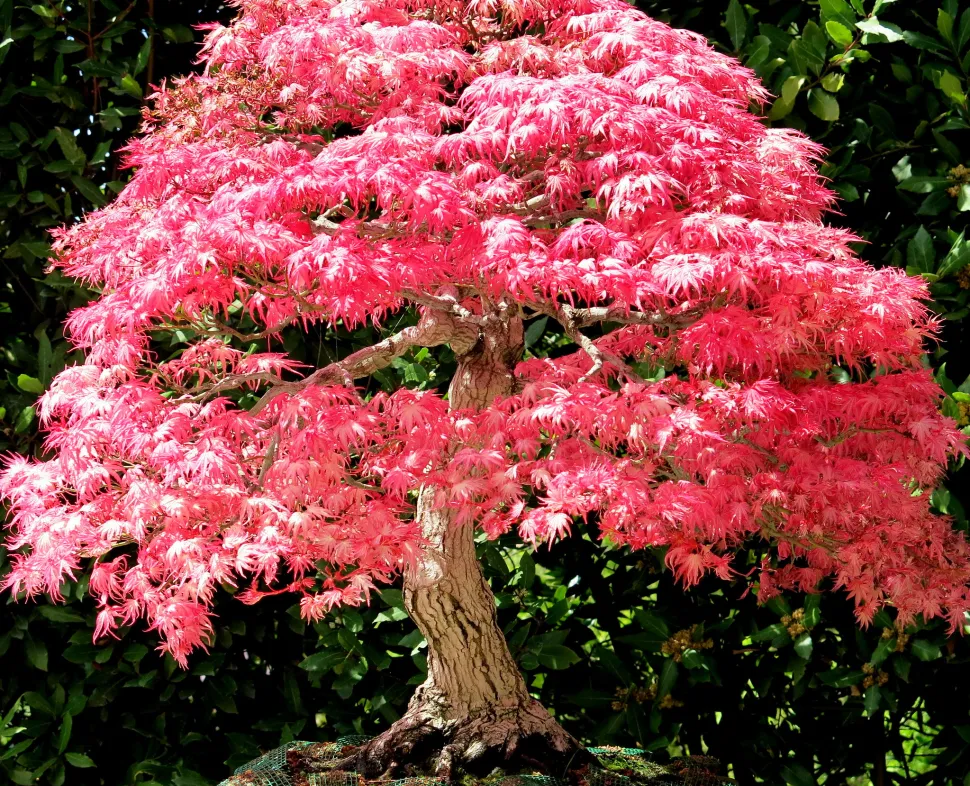 Purple maple
