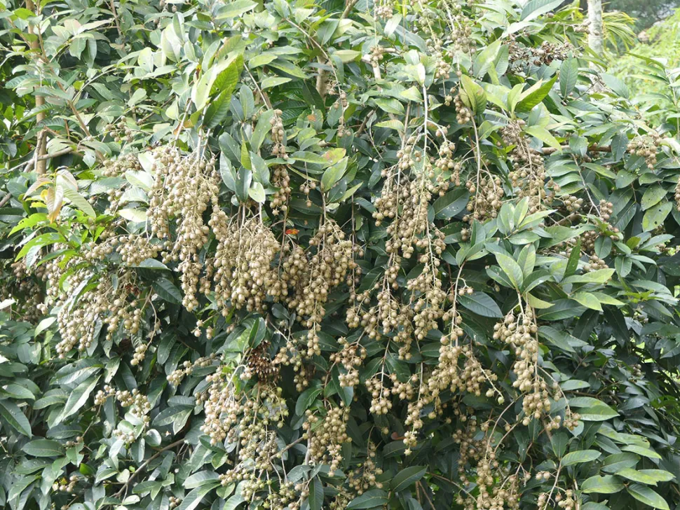 Summer lilac foliage