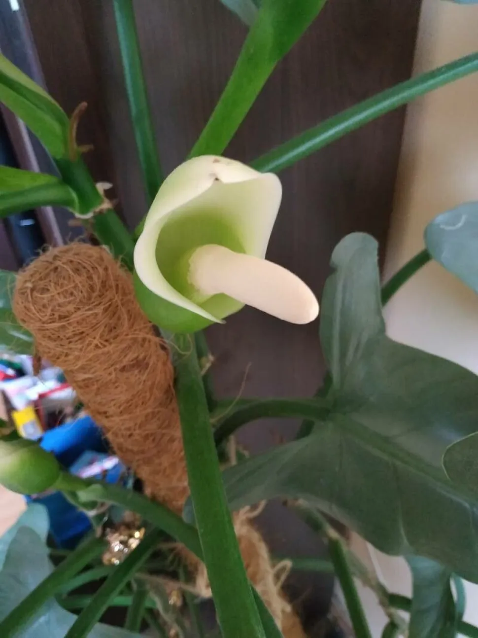 Blume Philodendron 'Silver Queen' (Silberkönigin)