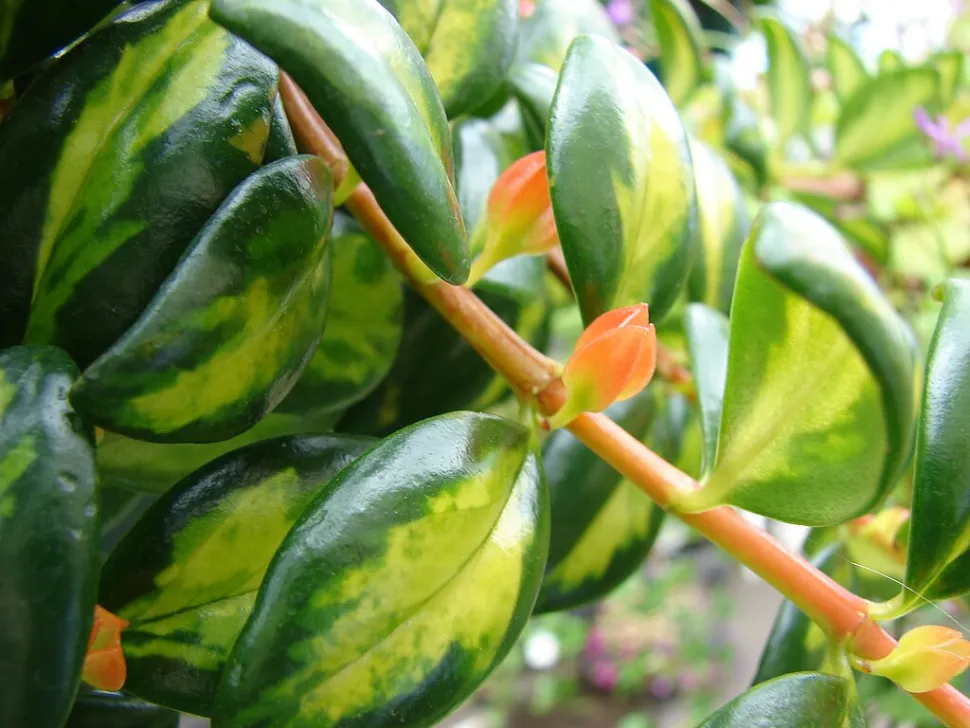 Planta peixe dourado folhas variegadas Nematanthus variegata