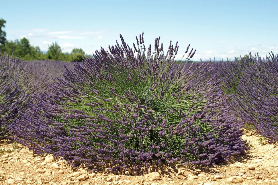 Cespuglio di lavanda